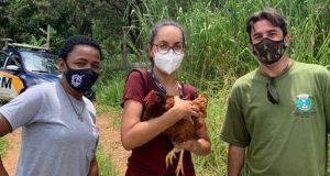 Bem-Estar Animal resgata animais de área invadida