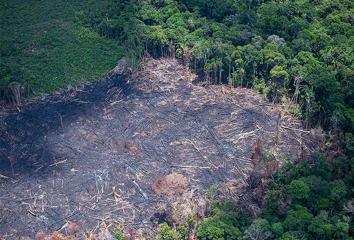 Desmatamento Ilegal Na Amazônia é Consequência Da Pobreza Da População ...