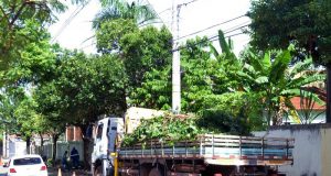 Meio Ambiente realiza poda de árvore na Rua Zero nesta quarta