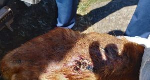 Mulher é detida por praticar maus tratos a cachorro