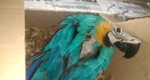 Em Araraquara, Polícia Ambiental apreende 244 aves silvestres e aplica multa de R$ 867 mil