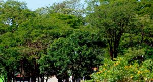 Cemitério das Cruzes recebe manutenção na arborização
