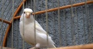 Furto de passarinho gera confusão na Vila Ferroviária