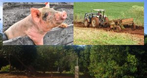 Bandidos furtam de máquinas agrícolas a porcos em propriedades rurais da região