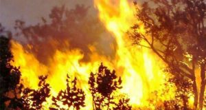 Incêndio criminoso devasta haras em Araraquara; garotos incendiários são os principais suspeitos