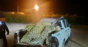Homem é flagrado com quase 1 tonelada de laranja furtada na região de Ibaté