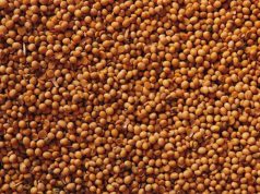 Agronegócio paulista registra superávit de US$ 1,9 bilhão em maio de 2026