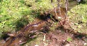 Sucuri engole cachorro e se embrenha no meio do mato