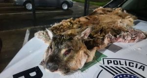 Homem é detido por posse ilegal de arma e matar onça-parda