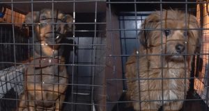 Abandonado na estrada, cão corre atrás de caminhão de mudança e tutor é preso
