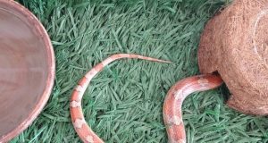 Polícia Ambiental multa moradores por criar Cobra do Milho e manter pássaro Papa-Capim em cativeiro