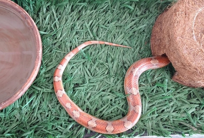 FOTOS: Corn snake, espécie de serpente exótica dos EUA, é