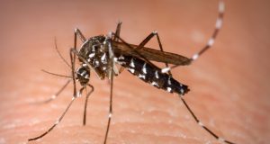 Araraquara começa o ano com 13 casos de dengue; em 2021 foram 385