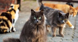 Gangue de gatos invade supermercado, alarme dispara e polícia é acionada