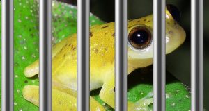 Polícia Militar pega Perereca no pulo