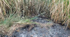Corpo de homem é encontrado carbonizado em canavial