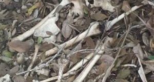 Equipe do Daae encontra ossada humana durante limpeza de área em Araraquara