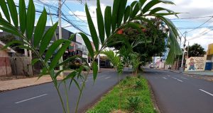 Meio Ambiente realiza rearborização nas principais vias da cidade
