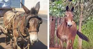 Recuperado o último dos animais furtados no Parque Pinheirinho