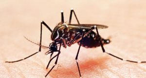 Na contramão do Brasil, Araraquara tem aumento de 40% nos casos de dengue entre 2020 e 2021