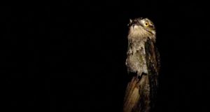 Assobio noturno amedronta população no Santa Angelina