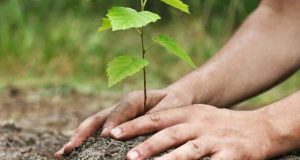 Araraquara participa do Rotary Day do Meio Ambiente neste domingo (06)