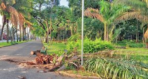 Coqueiro plantado nos anos 30 no Parque Infantil desaba com o temporal deste sábado