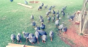 Prefeitura multa condomínios de luxo por manter galinhas como caçadoras de escorpiões