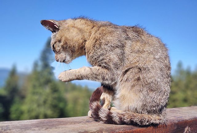 Gato