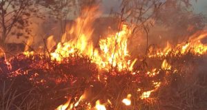 Incêndio no começo da noite destrói mata do Parque Pinheirinho em Araraquara