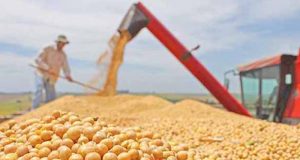 Safras de grãos e de laranjas registram alta