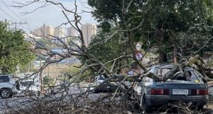 Árvore tomba em praça do Melhado e destrói carro