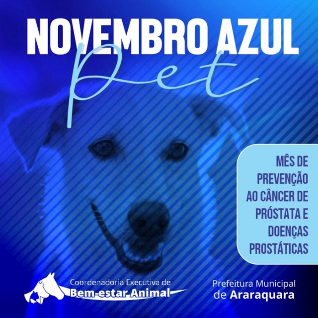 Novembro Azul Pet alerta para o câncer de próstata em cães e gatos