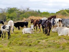 Faesp preocupada com veto da UE à proteína animal brasileira e defende ação diplomática urgente