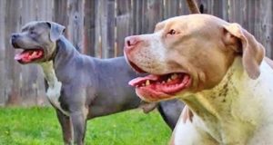 Mulher-coragem defende seu Pastor Belga dos ataques de dois Pitbulls