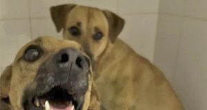 Homem espanca animal com cabo de vassoura, vai preso e perde a guarda dos cães