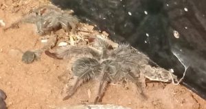 Em Araraquara, homem é multado por manter em casa, aranha que come pássaros