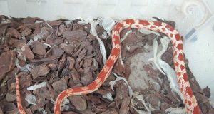 Polícia Ambiental encontra criação de cobras em cativeiro no Maria Luiza em Araraquara