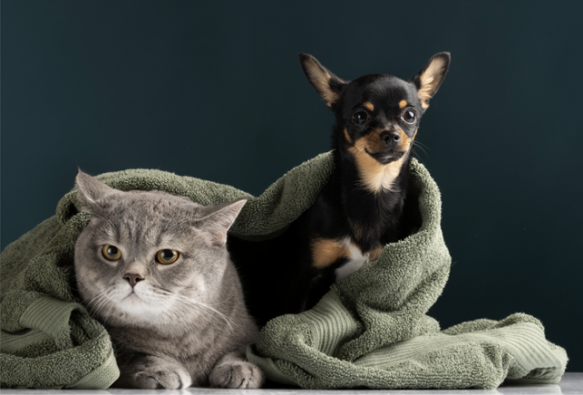 TENDENCIAS PETS FINAL