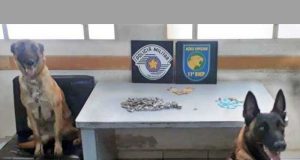 Cães do Baaep encontram drogas e dinheiro escondidos em vegetação no São Rafael