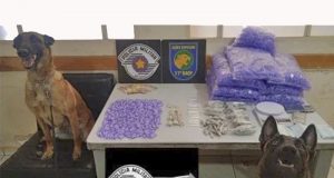 BAEP “quebra” com ajuda de cães farejadores mais uma central de drogas no Paraíso