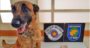 Kira ajuda Baep apreender drogas em operação especial no Iguatemi