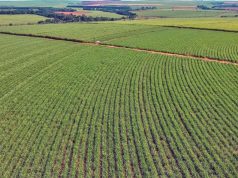 Faltando um mês para fim do ciclo do RenovaBio, 50% dos CBios foram aposentados