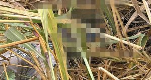 Corpo é encontrado próximo ao lixão em Araraquara com os olhos arrancados