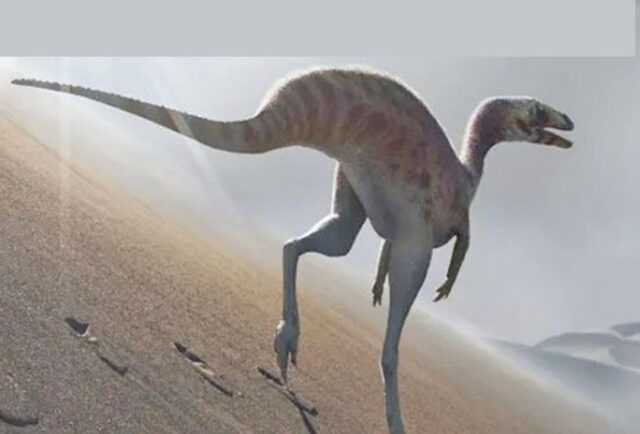 Dino 01