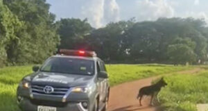 Com ajuda de cão farejador Baep encontra a supermaconha na região dos Oitis