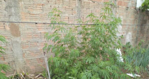 Homem conta que planta maconha no quintal de casa após sofrer um AVC