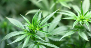 Após cinco meses de cultivo, Polícia Militar detém homem que plantava maconha