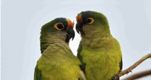 Mulher acorda o companheiro para procurar o periquito e leva um soco na orelha