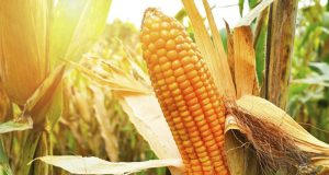 Colheita de milho verão 2023/24 atinge 6,8% da área no Brasil, diz Conab